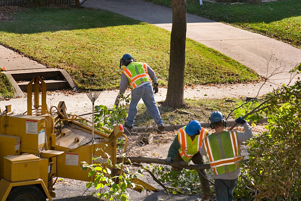 Best Pest Control for Lawns  in Zephyrhills South, FL